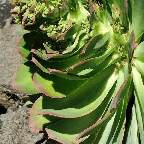 Aeonium canariense Buveinė