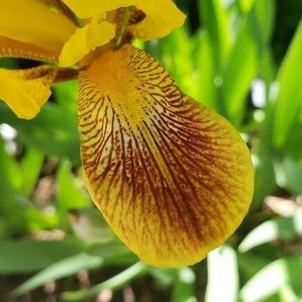 Iris variegata ᱵᱟᱦᱟ