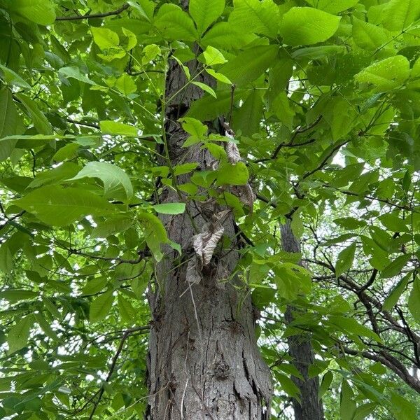 Carya ovata Blad