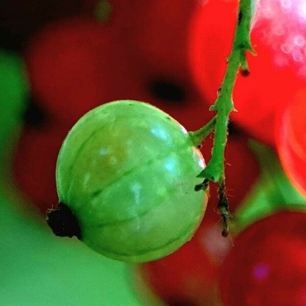 Ribes rubrum Fruit