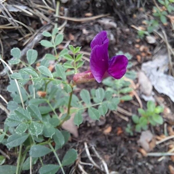 Vicia pyrenaica Õis