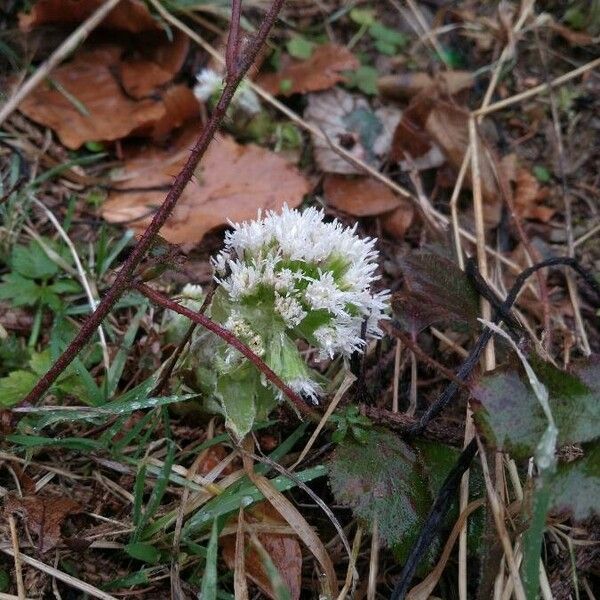 Petasites albus Fleur