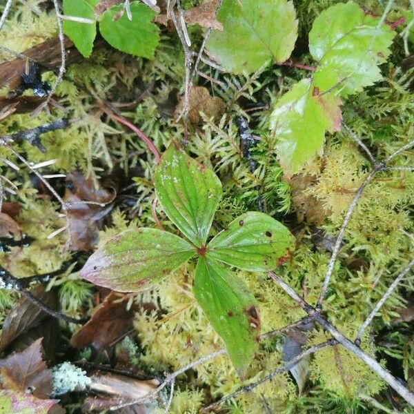 Cornus canadensis Лист