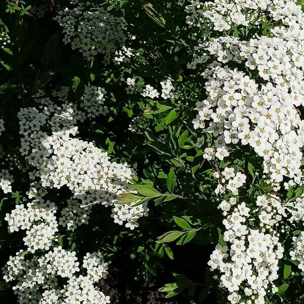 Spiraea nipponica पत्ता