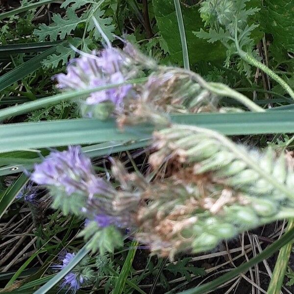 Phacelia tanacetifolia 花