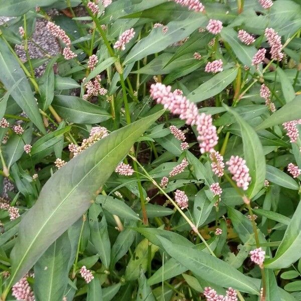 Polygonum persicaria Hoja