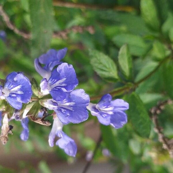 Salvia uliginosa Kukka