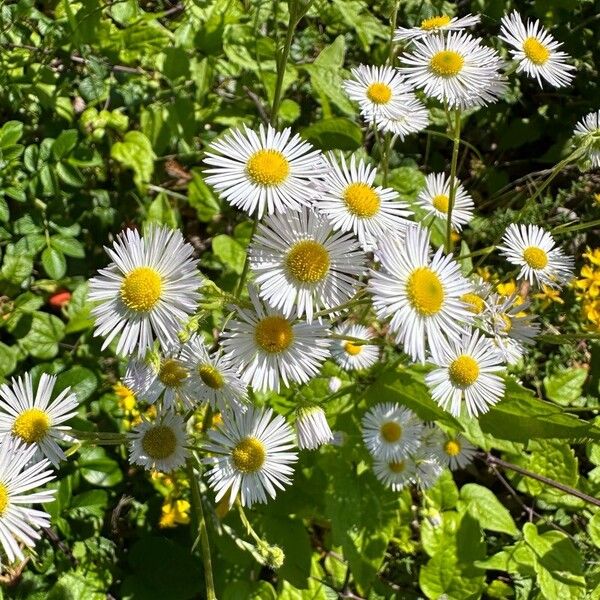 Erigeron annuus Other