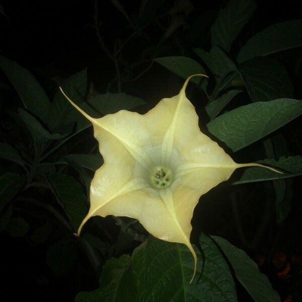 Brugmansia suaveolens Květ