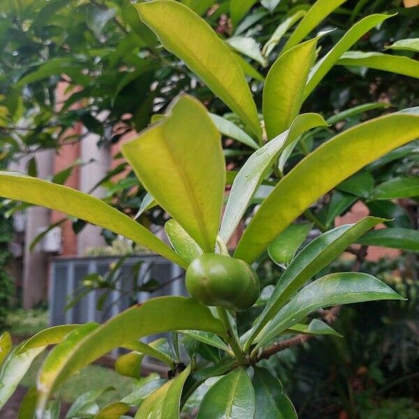 Cascabela gaumeri Frukt