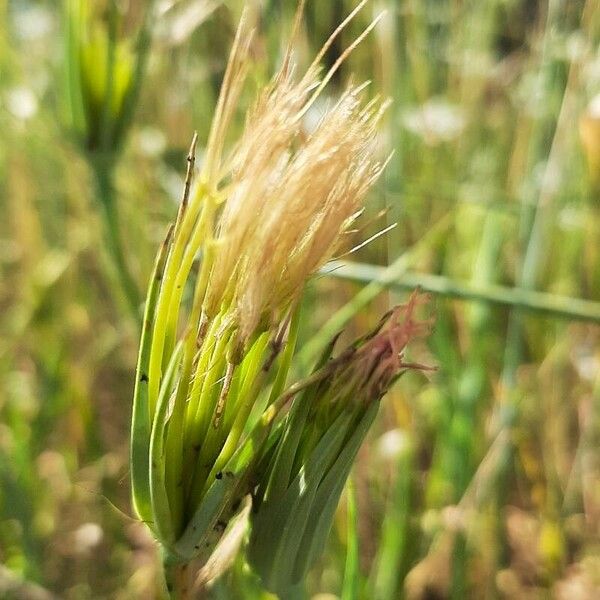 Tragopogon dubius Frugt