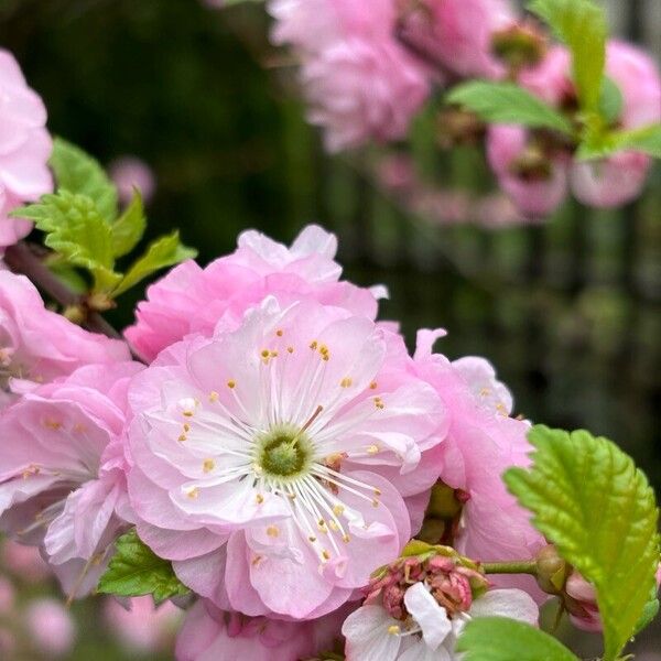 Prunus triloba Flor