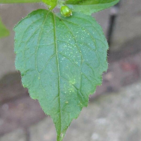 Galinsoga quadriradiata Leaf