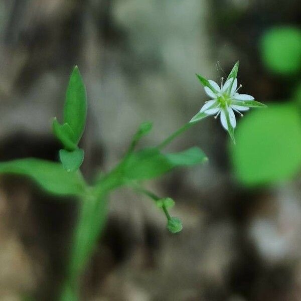 Stellaria alsine Celota