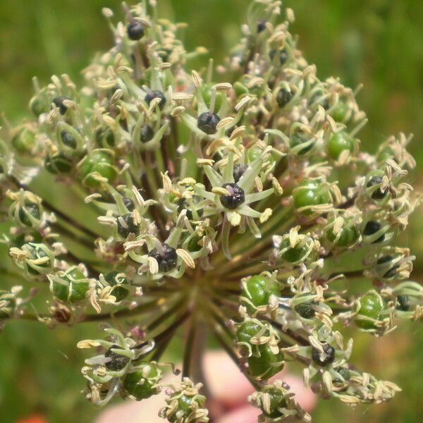 Allium cyrilli Žiedas