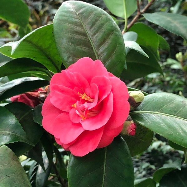 Camellia oleifera Květ