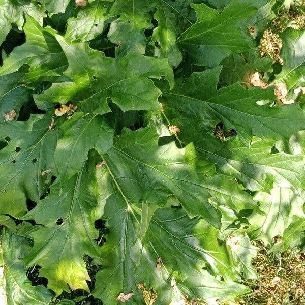 Acanthus spinosus Feuille