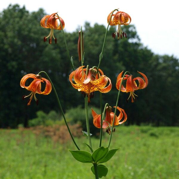 Lilium michiganense Flower