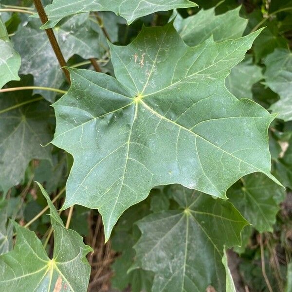 Acer cappadocicum Feuille