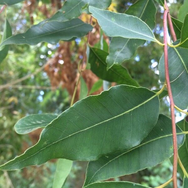 Eucalyptus microtheca Frunză
