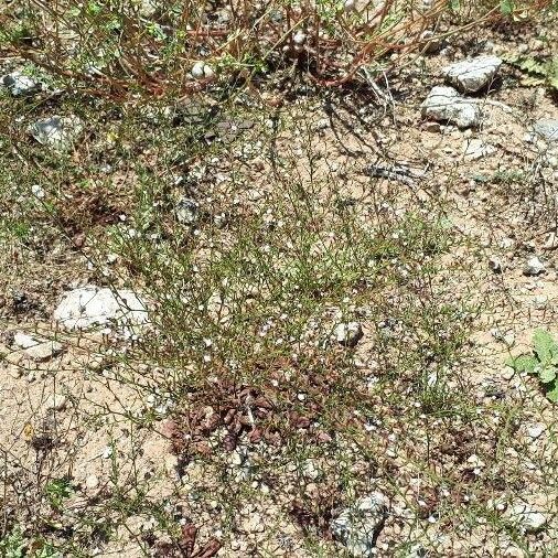 Limonium echioides Flors