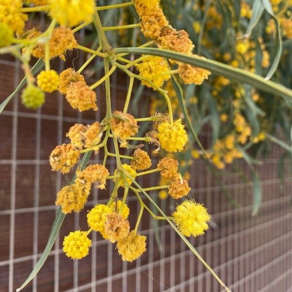 Acacia pycnantha Flower