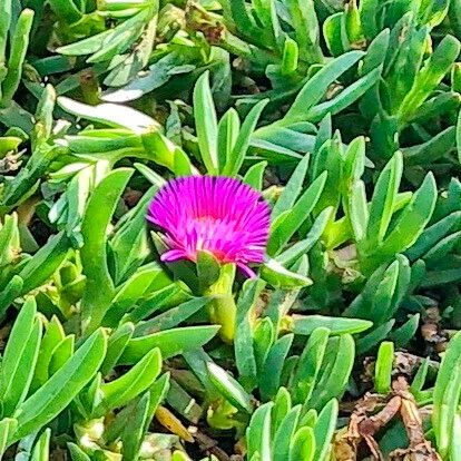 Carpobrotus chilensis 花