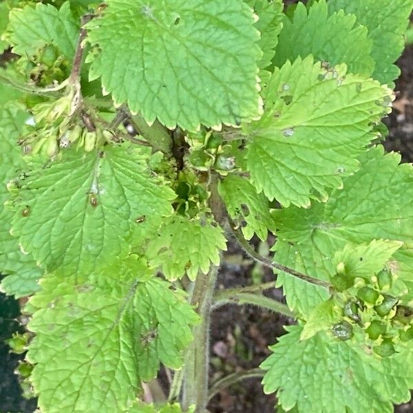 Scrophularia vernalis Folla