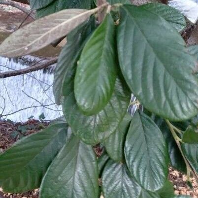 Cotoneaster coriaceus Blad