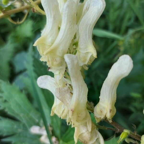 Aconitum lycoctonum Flower