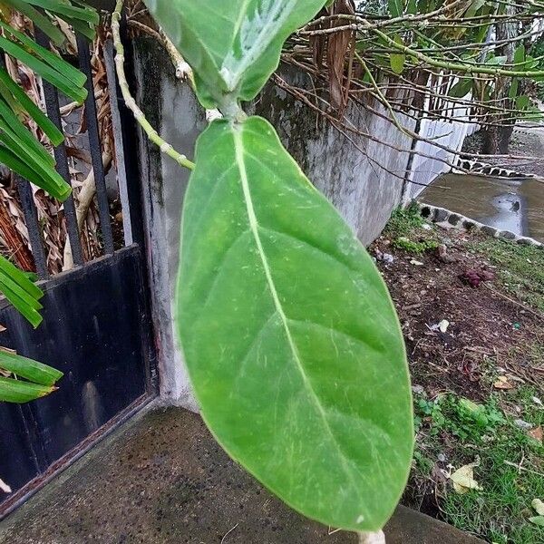 Calotropis gigantea Leaf