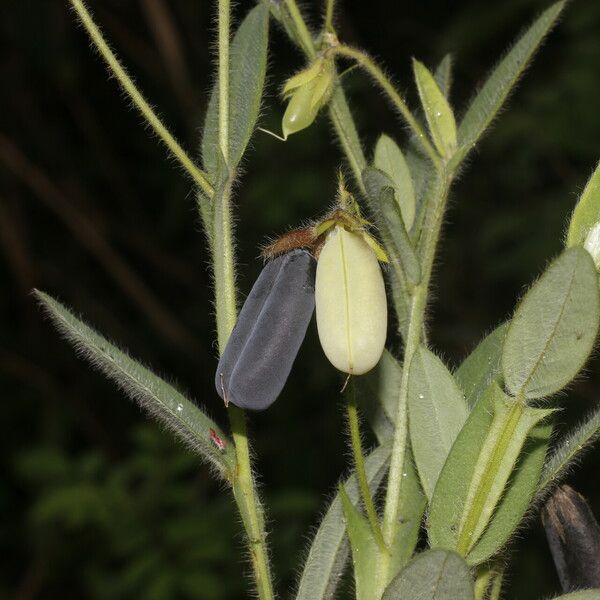 Crotalaria sagittalis Плод