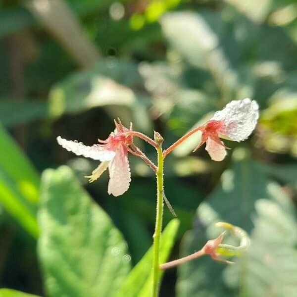 Desmodium affine Flower