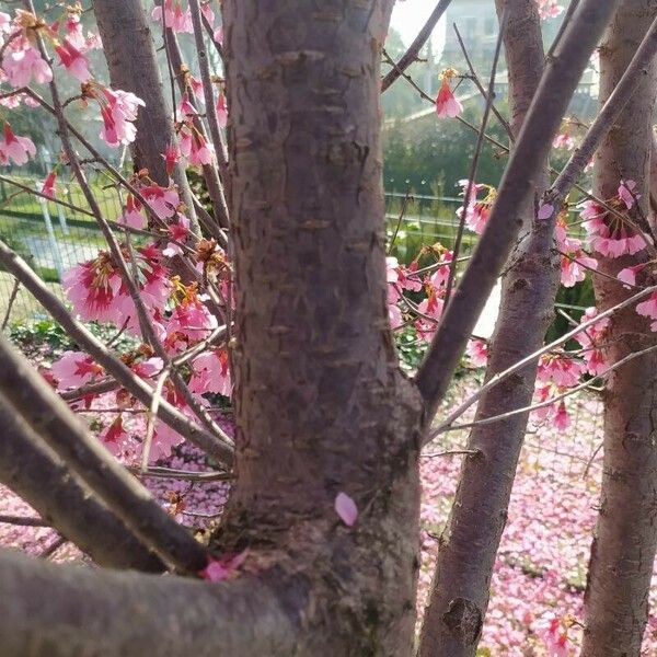 Prunus campanulata പുറംതൊലി