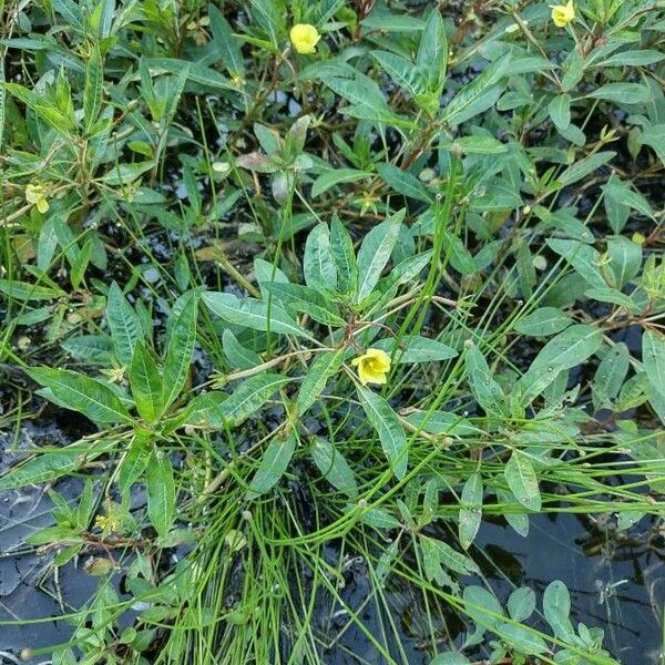 Ludwigia adscendens Flors