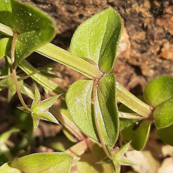 Lysimachia foemina Leaf