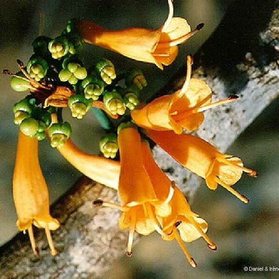 Oxera coriacea ᱡᱚ