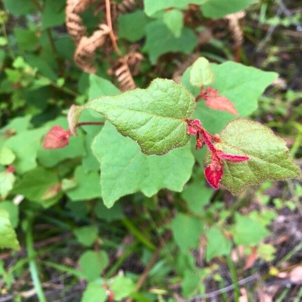 Triumfetta rhomboidea Leaf