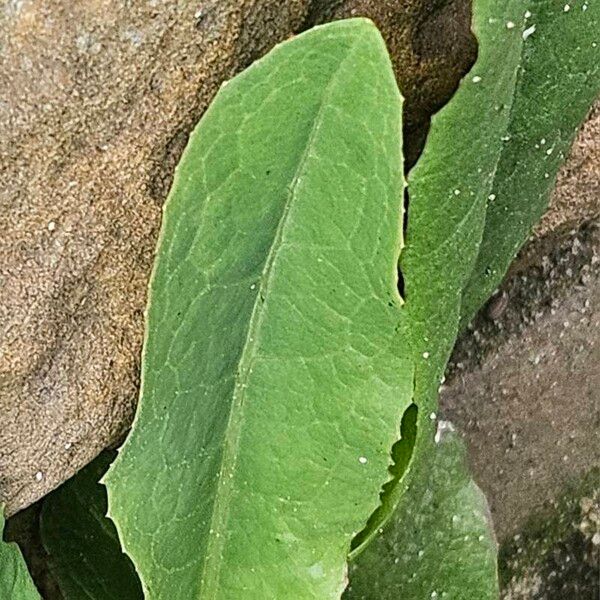 Lactuca virosa Leaf