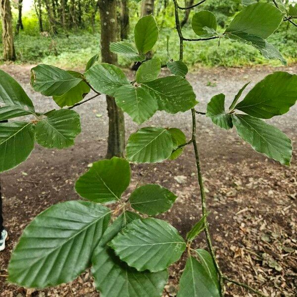 Fagus orientalis 葉