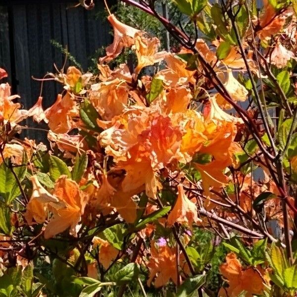 Rhododendron ferrugineum Arall