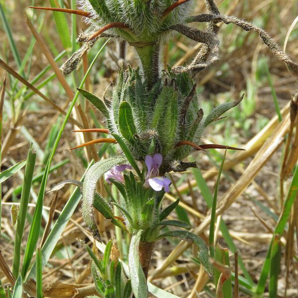 Hygrophila auriculata Leaf