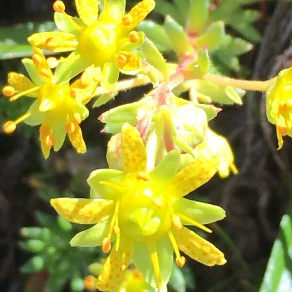 Saxifraga aizoides Flor