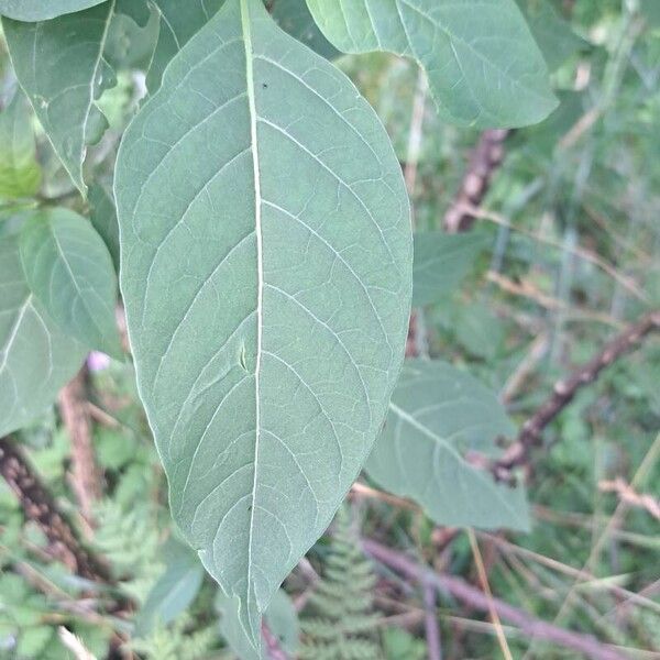 Atropa bella-donna Leaf