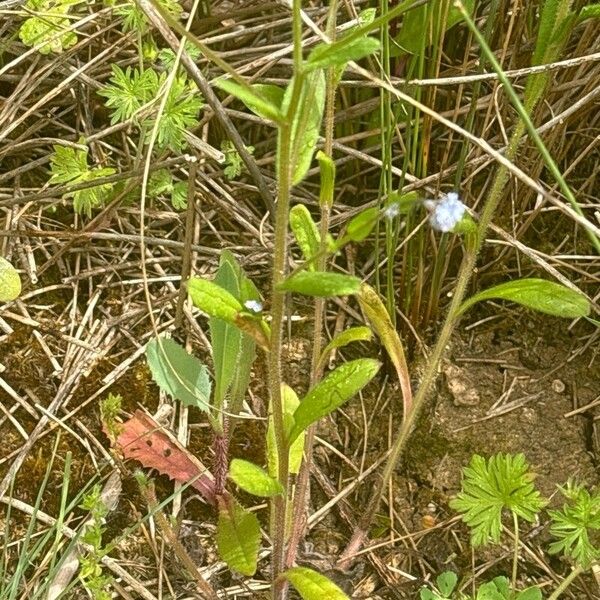 Myosotis arvensis 叶