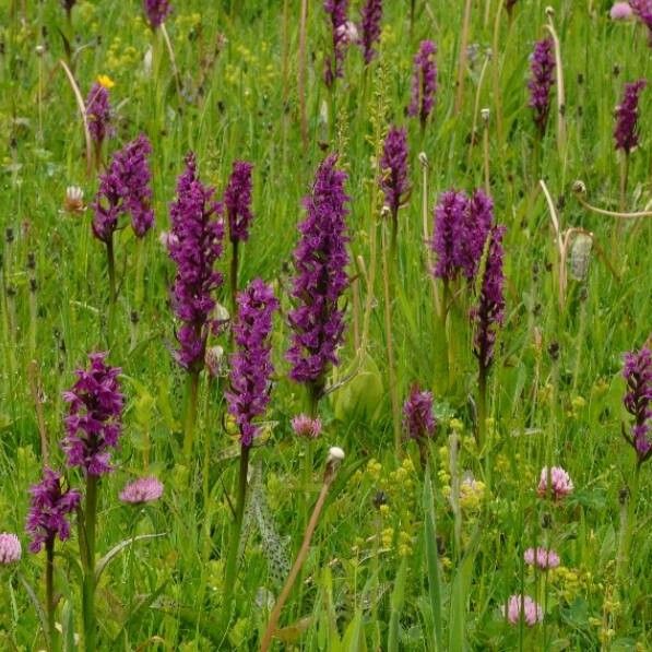 Dactylorhiza majalis Floro