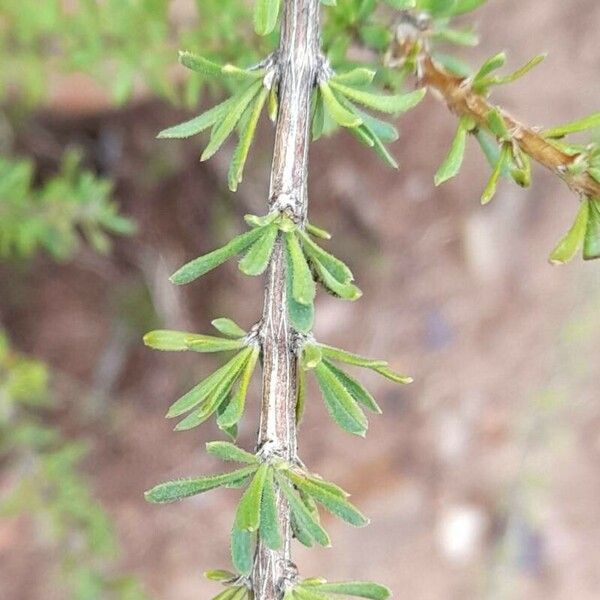 Mulguraea asparagoides Leaf