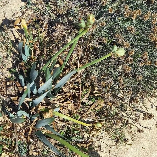 Pancratium maritimum आदत