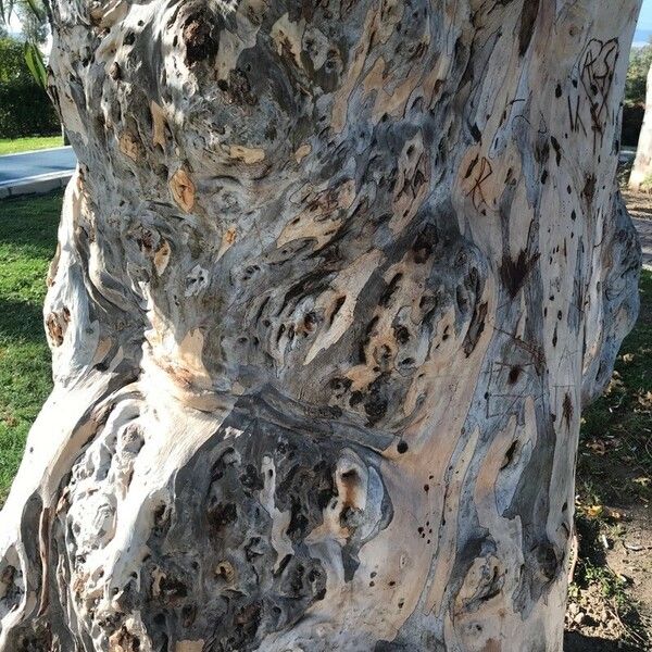 Eucalyptus globulus Ŝelo