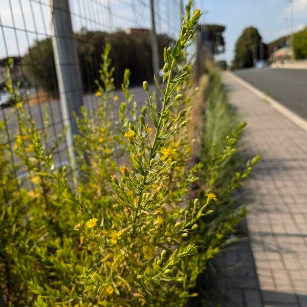 Dittrichia viscosa Habit